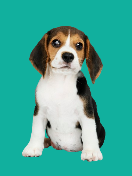 adorable beagle puppy solo portrait removebg preview (2)