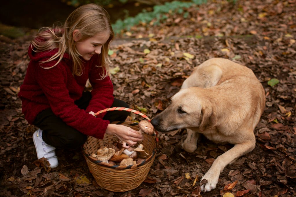 people collecting food from forest
